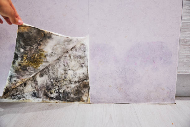 Home Mold Removal in Shorewood, WI